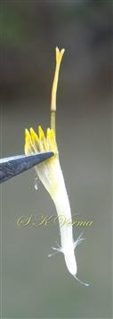  Disc floret with pappus and style with a joint